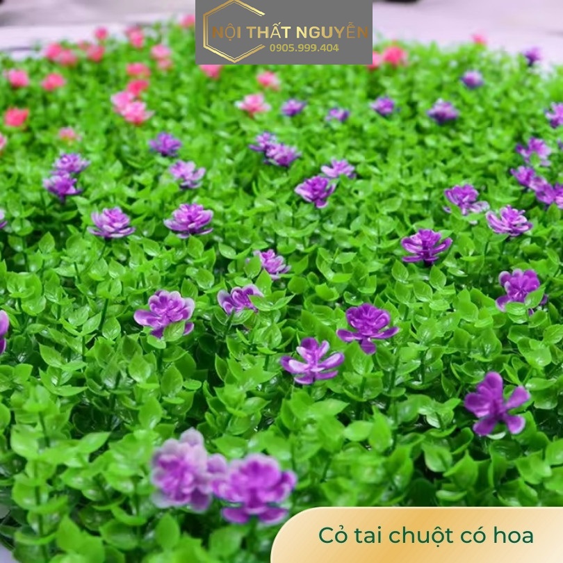 Cỏ tai chuột có hoa Cỏ tai chuột có hoa